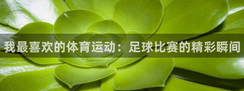 球进体育官方网站入口